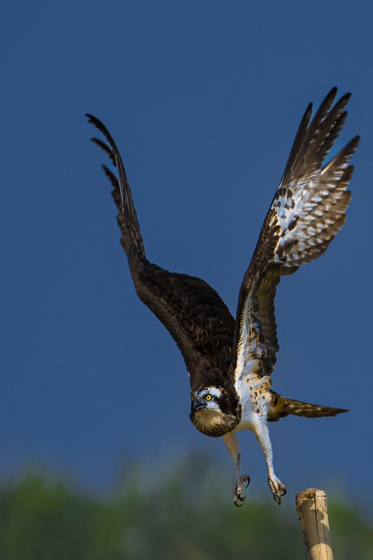 #birdphotography	 #birdsofinstagram	 #wildlifephotography	 #birds	 #naturephotography	 #bird	 #nature	 #wildlife	 #photography	 #birdwatching	 #natgeo	 #photooftheday	 #nikon	 #birding	 #naturelovers	 #canon	 #animals	 #birdlovers	 #travel	 #love	 #bestbi  фото превью