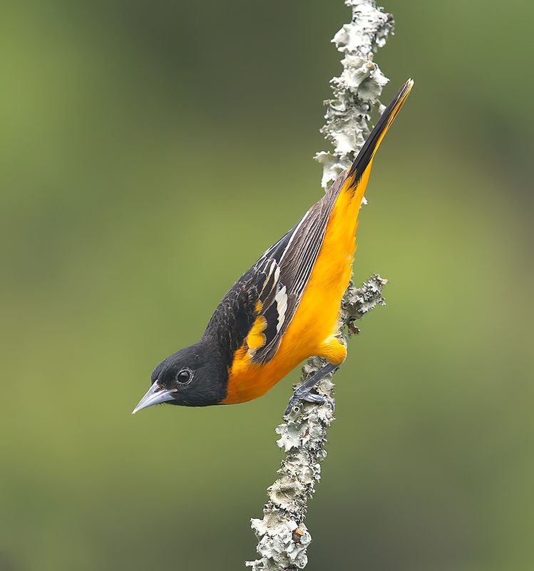 иволга, трупиал, baltimore oriole, oriole, весна Baltimore Oriole. Балтиморская Иволгаphoto preview