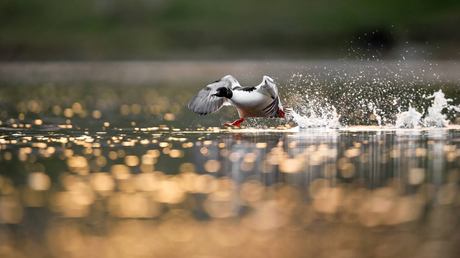 Крохаль.. Автор: Калинин Михаил , Калинин Михаил
