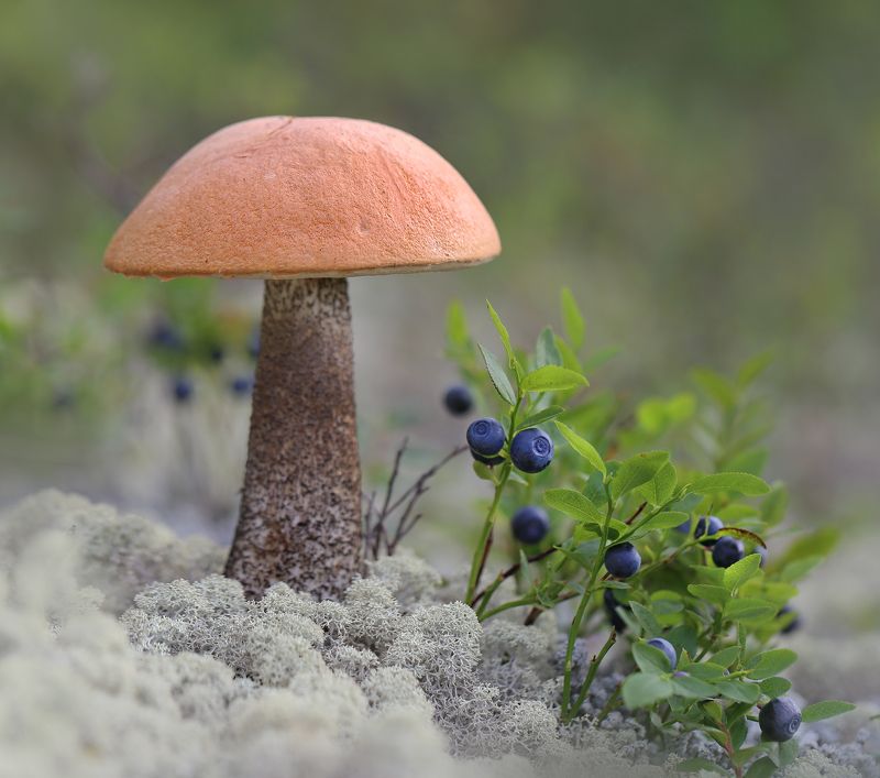 нерюнгри, подосиновик, якутия, грибылевиной, женялевина, евгениялевина, грибыякутии, макро Счастье грибника фото превью