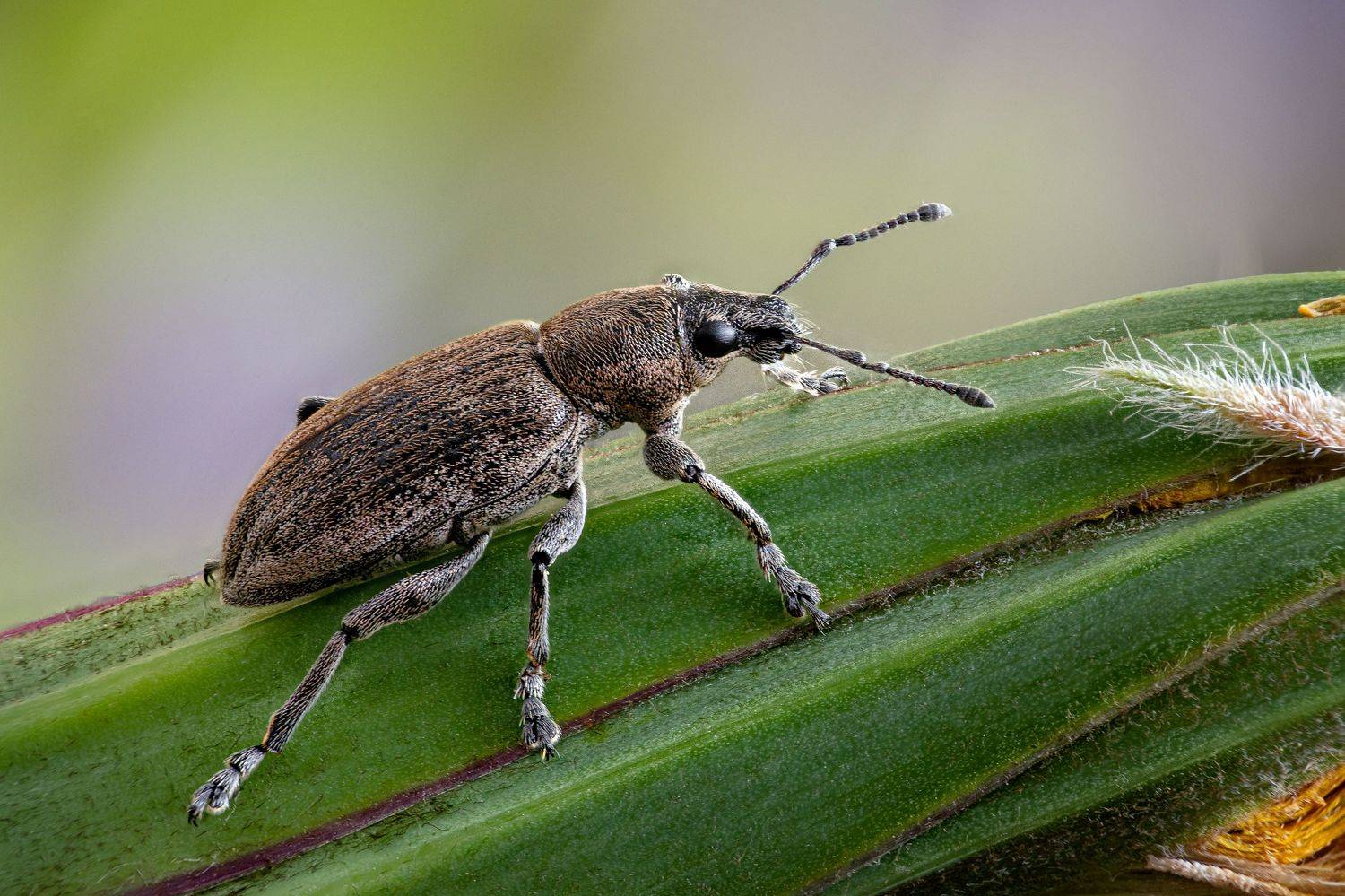 , Антон Финевич