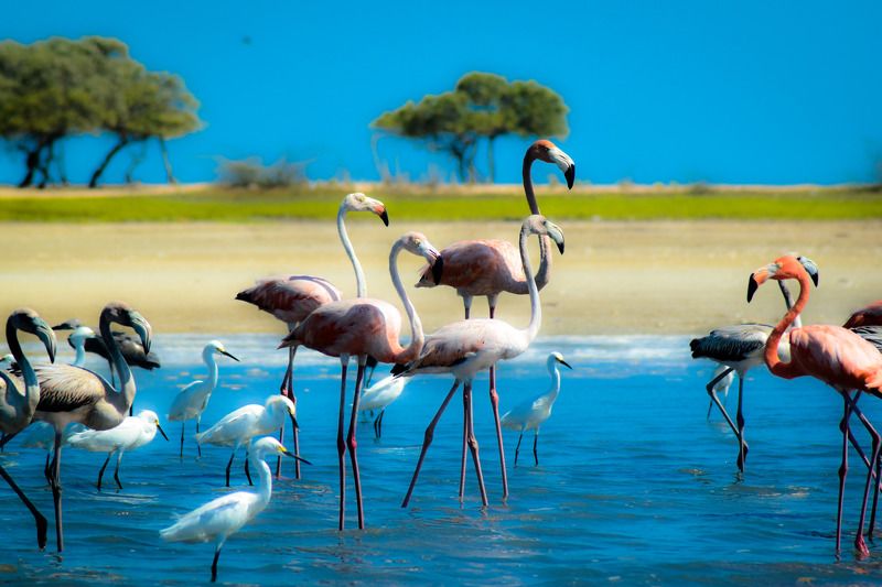 colours, birds, water Reserva de aves en La Guajira, Colombiaphoto preview