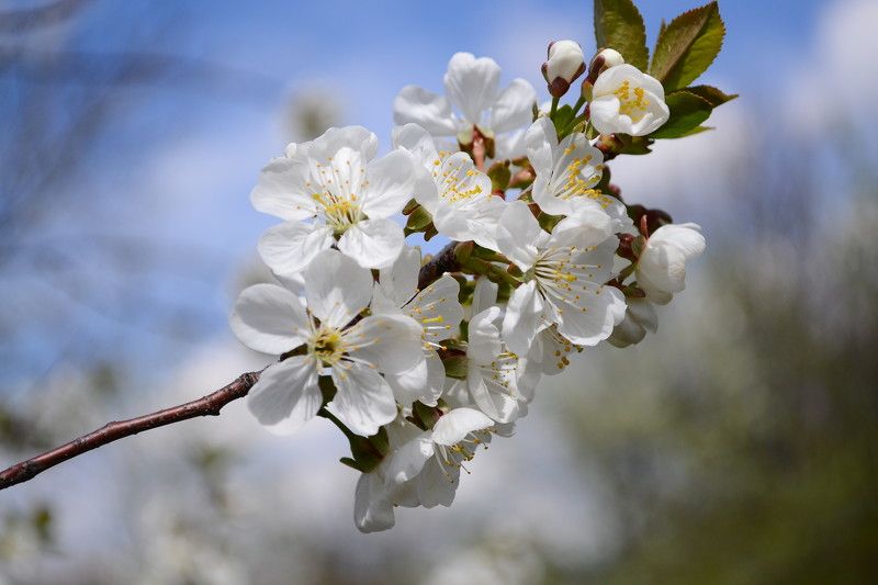 Вишня в цвету.photo preview
