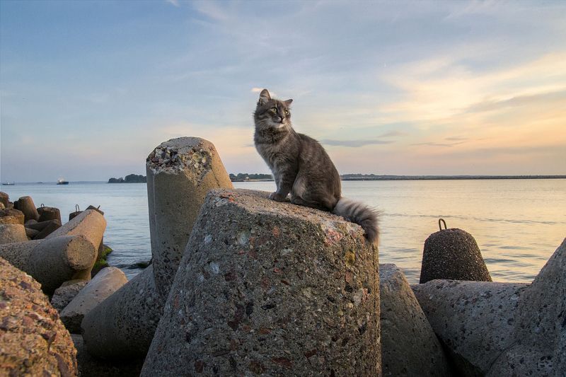 О балтийских котах и кошечках фото превью