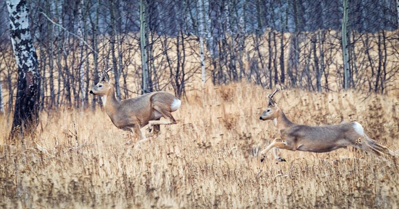 косули, бег, лес, косули .photo preview