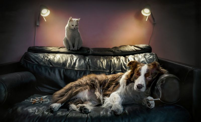 狗 动物 宠物 午夜photo preview