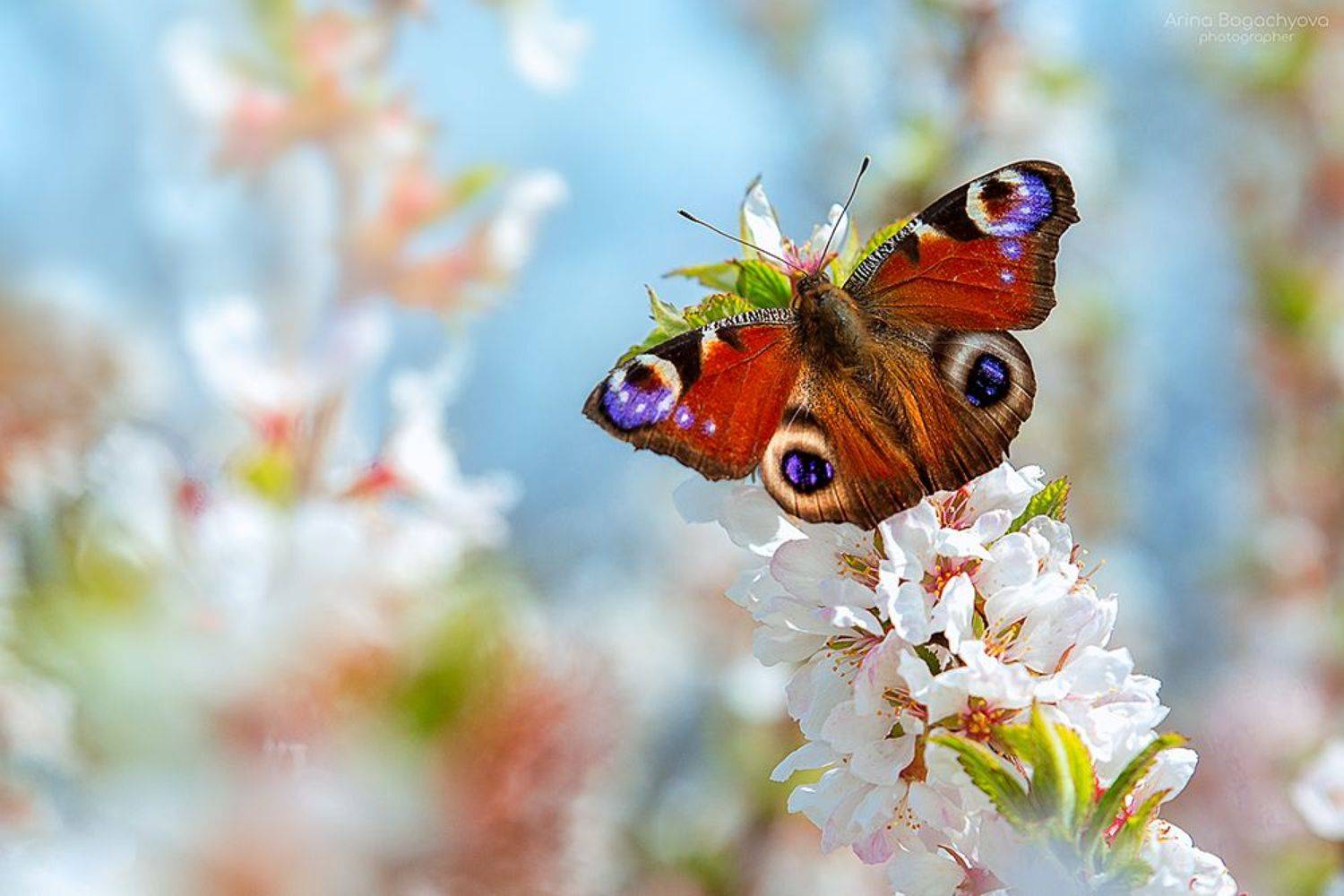 ***. Автор: Arina Bogachyova , Arina Bogachyova