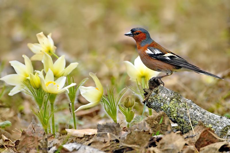 природа, фотоохота,  птицы, животные, зяблик В весеннем лесуphoto preview