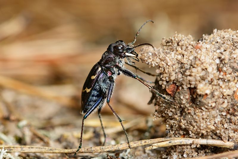 скакун лесной, cicindela sylvatica, скакуны, cicindelinae, жужелицы, carabidae, жук Дом, который построил жукphoto preview