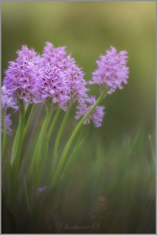 крым, орхидеи крыма, дикие орхидеи, Фотосессия для Неотинеиphoto preview