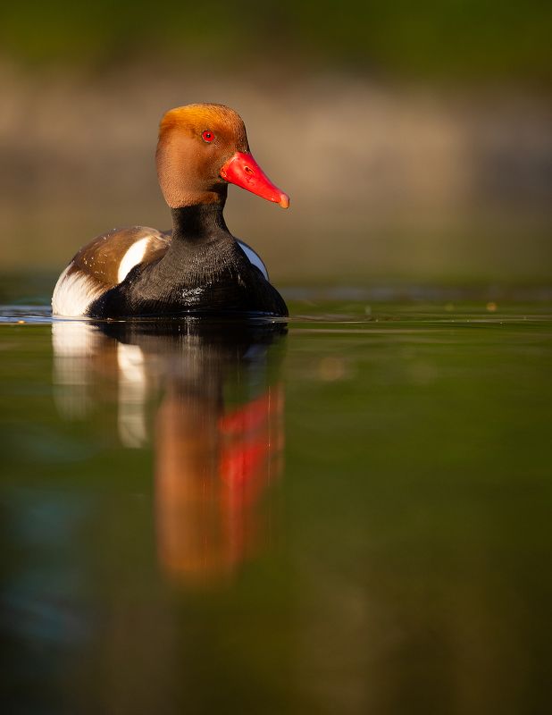 Southern pochardphoto preview