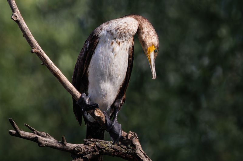 Great Cormorantphoto preview