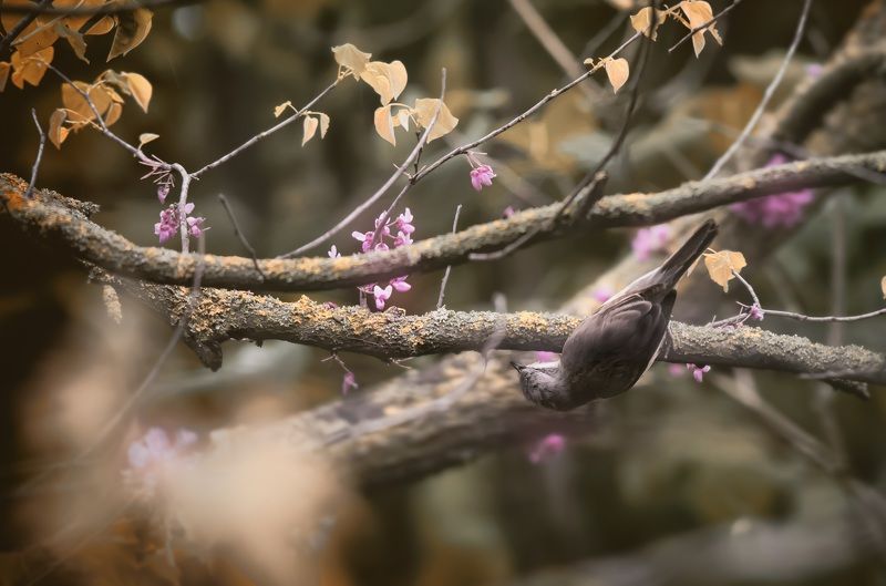 мухоловка, птицы, природа  фото превью