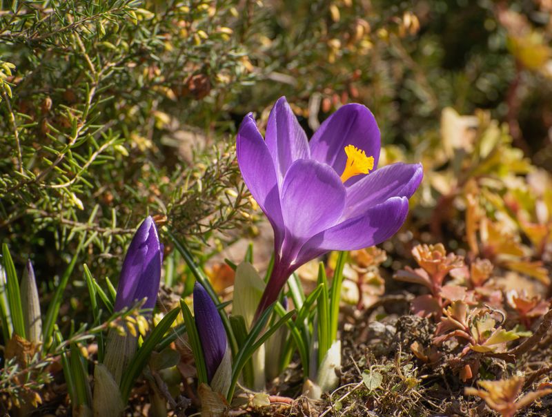 Крокус цветы весна Первые цветыphoto preview