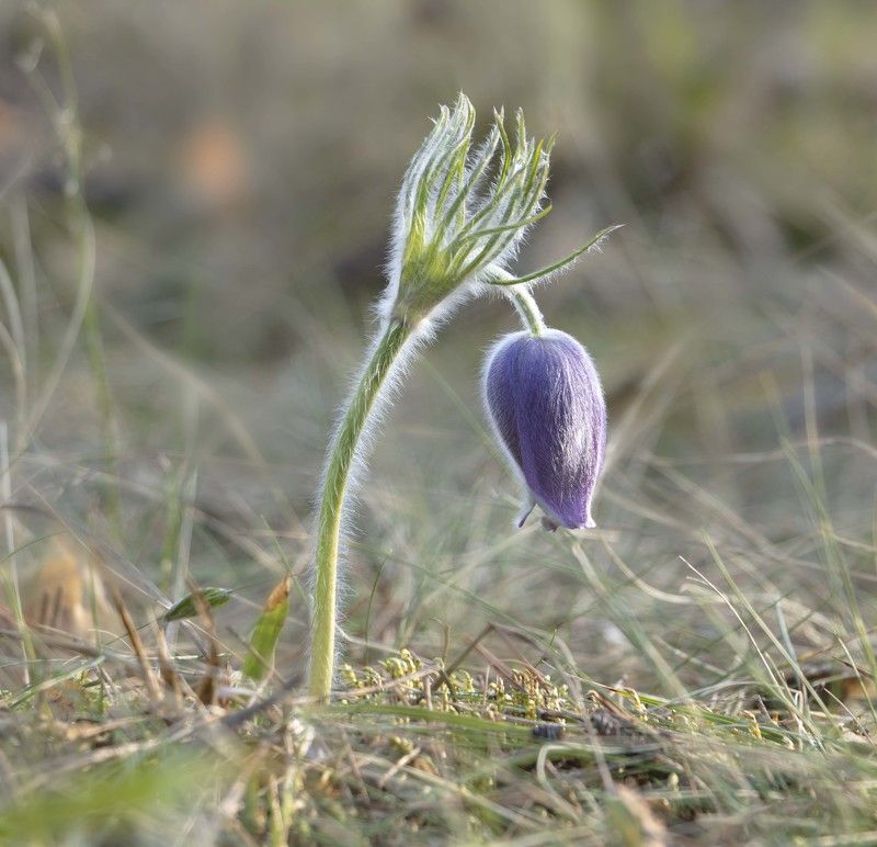сон-трава, первоцветы Сон под утроphoto preview