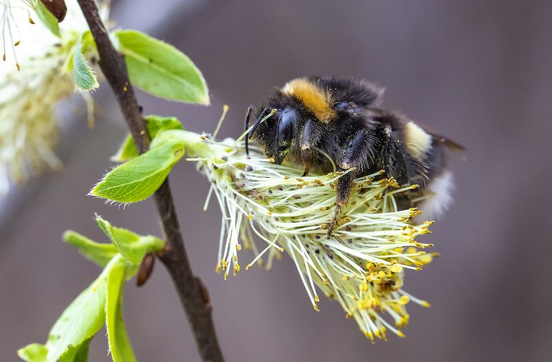 насекомые, шмель, ива, весна, пыльца Первый шмельphoto preview