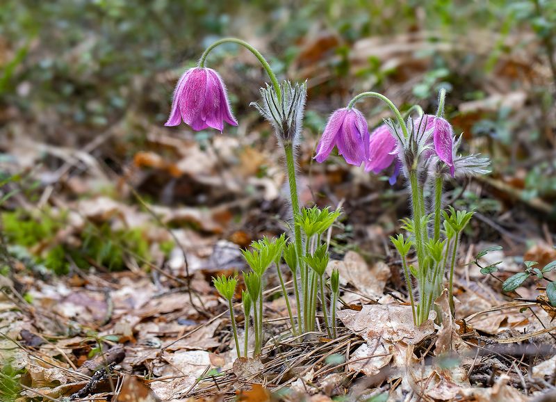 прострел, сон-трава, весна, сосновый бор Сон-траваphoto preview