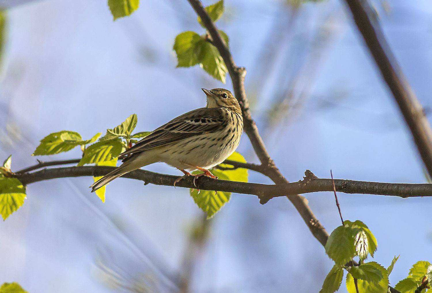 птицы, лесной конёк, весна, лес, Широких Александр