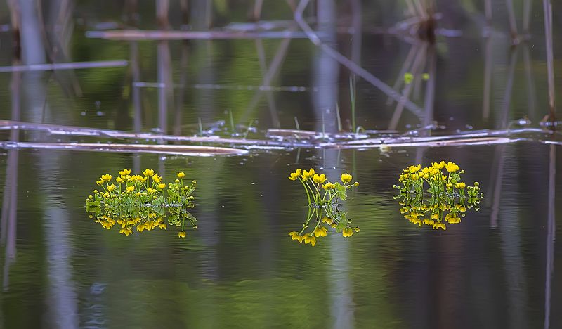 цветы, калужница болотная, весна, озеро Цветёт калужницаphoto preview