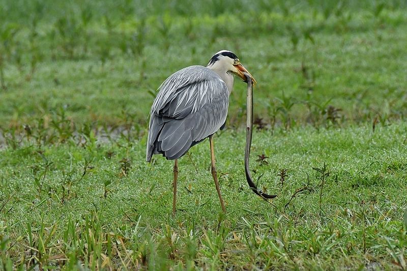 Tasty.....photo preview