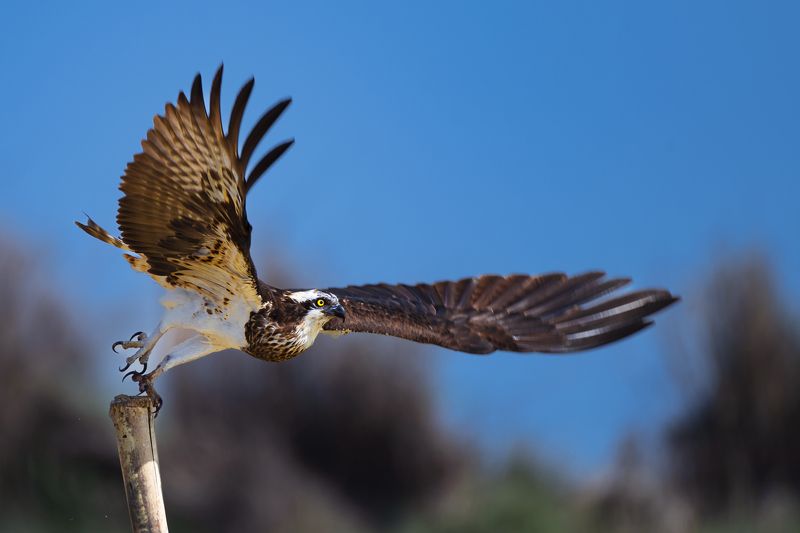 #birdphotography	 #birdsofinstagram	 #wildlifephotography	 #birds	 #naturephotography	 #bird	 #nature	 #wildlife	 #photography	 #birdwatching	 #natgeo	 #photooftheday	 #nikon	 #birding	 #naturelovers	 #canon	 #animals	 #birdlovers	 #travel	 #love	 #bestbi  фото превью