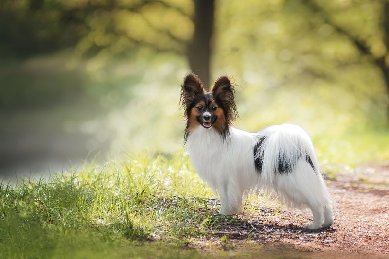 фото превью