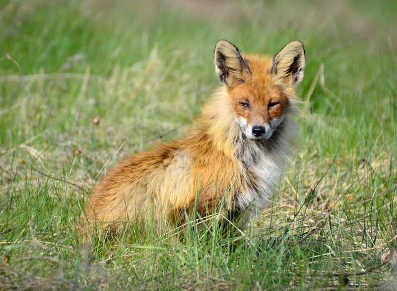 Щучинская лисичкаphoto preview