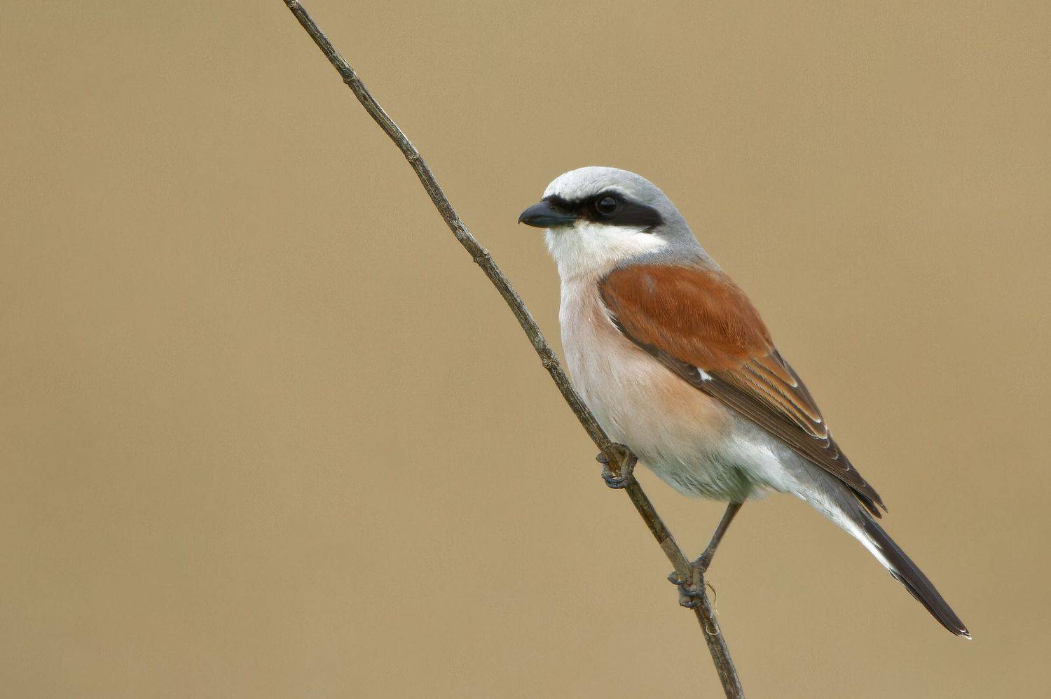 Автор: Jozef Mihalčin , Jozef Mihalčin