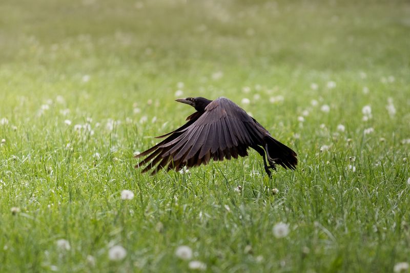 ворона, птица, bird, crow, animal, nature Полетphoto preview