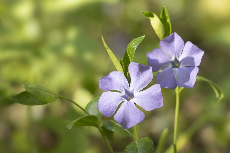 цветок Барвинокphoto preview