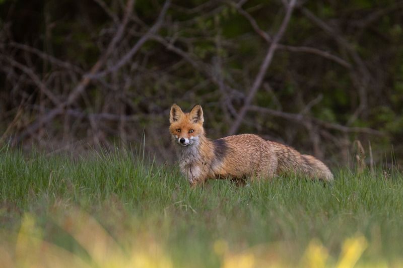 ssaki,lis,puszcza białowieska,las,przyroda Lisphoto preview