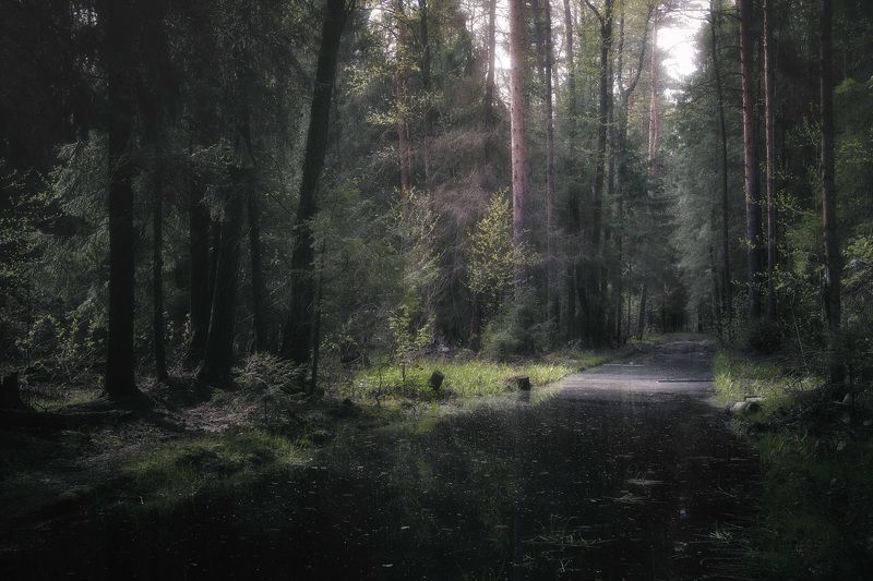 лес, весна, деревья, пейзаж, forest, woodland, trees, landscape, spring В весеннем лесуphoto preview