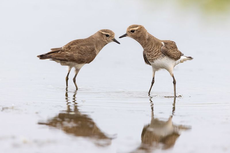 птицы, уругвай И целой лужи малоphoto preview