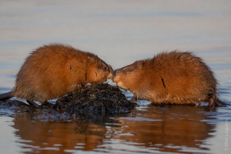 ондатра Ондатровый поцелуйphoto preview