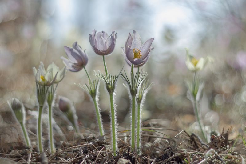 прострел раскрытый, сон-трава, весна Разноцветные сныphoto preview