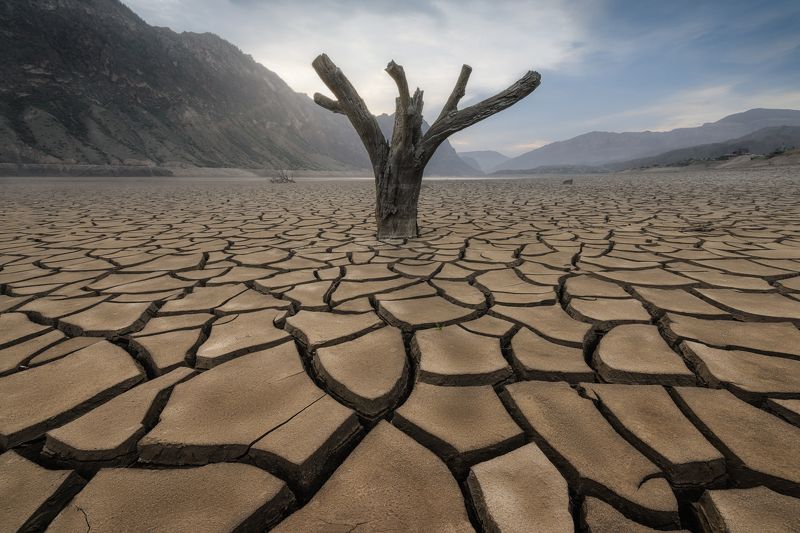дагестан,ирганай,ирганайское водохранилище,дагестан,кавказ,дерево,горы жаждаphoto preview