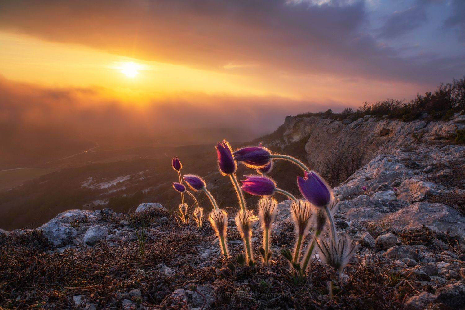 крым, закат, сон-трава, прострел, прострел крымский, весна, терновка, челтер-мармара, севастополь, Дмитренко Екатерина