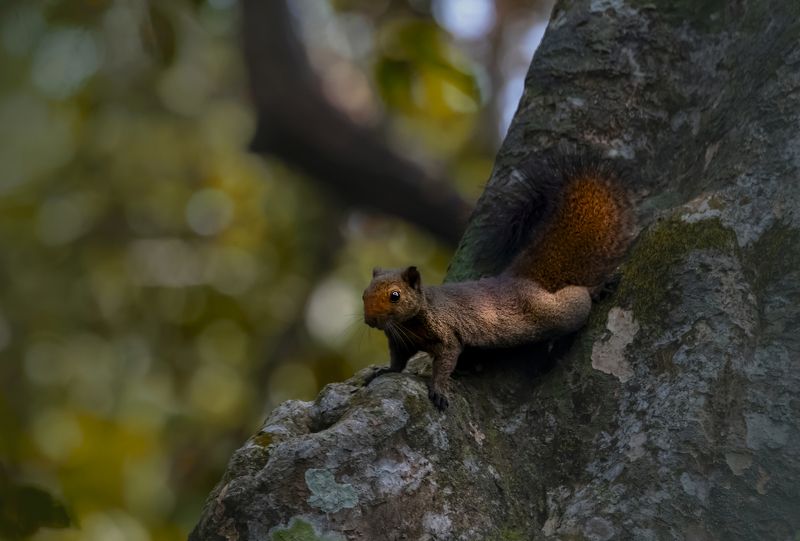 #birdphotography	 #birdsofinstagram	 #wildlifephotography	 #birds	 #naturephotography	 #bird	 #nature	 #wildlife	 #photography	 #birdwatching	 #natgeo	 #photooftheday	 #nikon	 #birding	 #naturelovers	 #canon	 #animals	 #birdlovers	 #travel	 #love	 #bestbi  фото превью