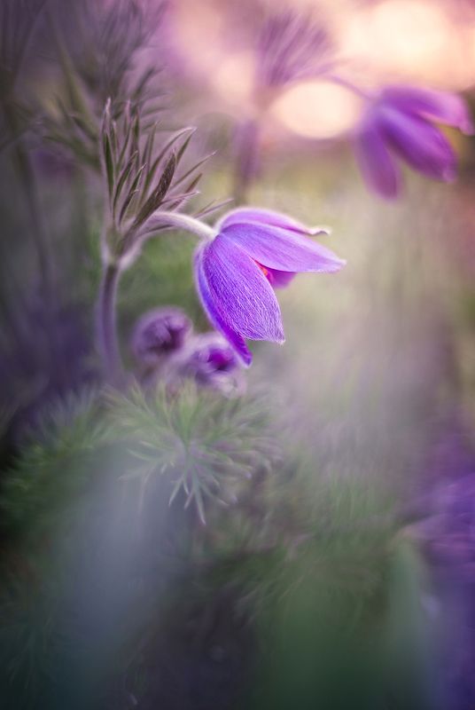 Сон-траваphoto preview