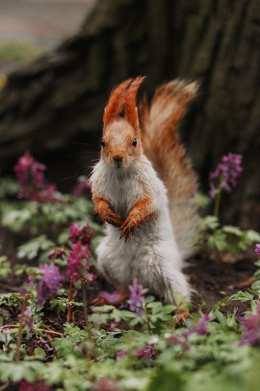 Весенняя балка photo preview