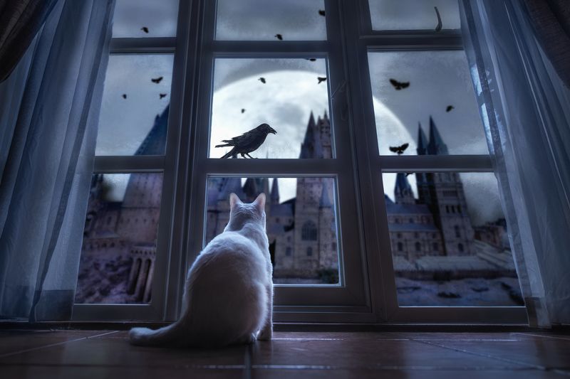 狗 动物 宠物 哈利波特的城堡photo preview