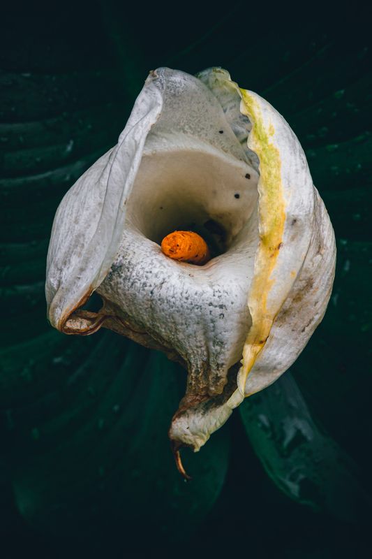 грузия, калла, цветок, дождь, кобулети, дождливый лес, весна, georgia, kobuleti, kalla, rainforest, spring Цветок Каллыphoto preview