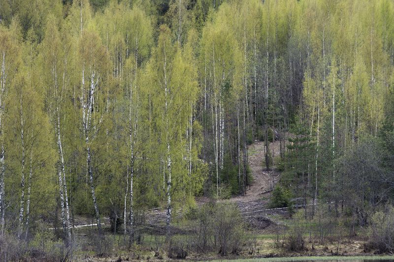 березовая рощаphoto preview