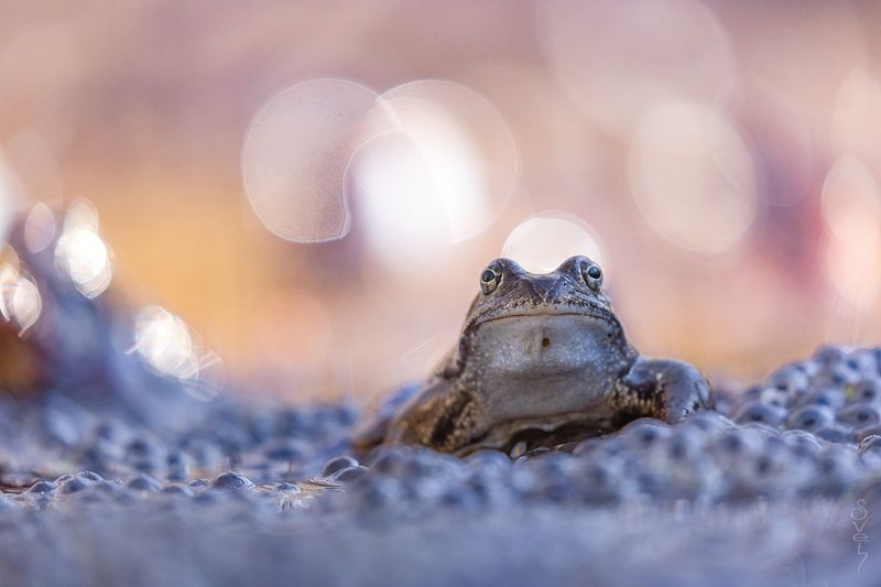 лягушка икорный баронphoto preview