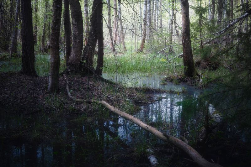 лес, весна, деревья, пейзаж В весеннем лесуphoto preview