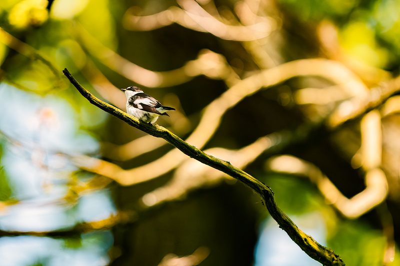 Collared flycatcher, wildlife, birds, nature Collared flycatcherphoto preview