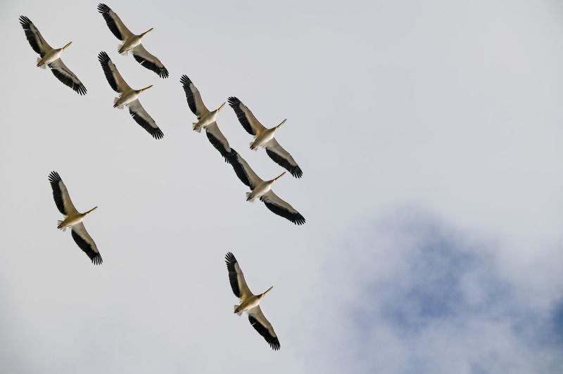 Пеликаны...photo preview