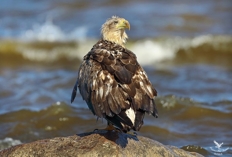 Орлан белохвост.photo preview