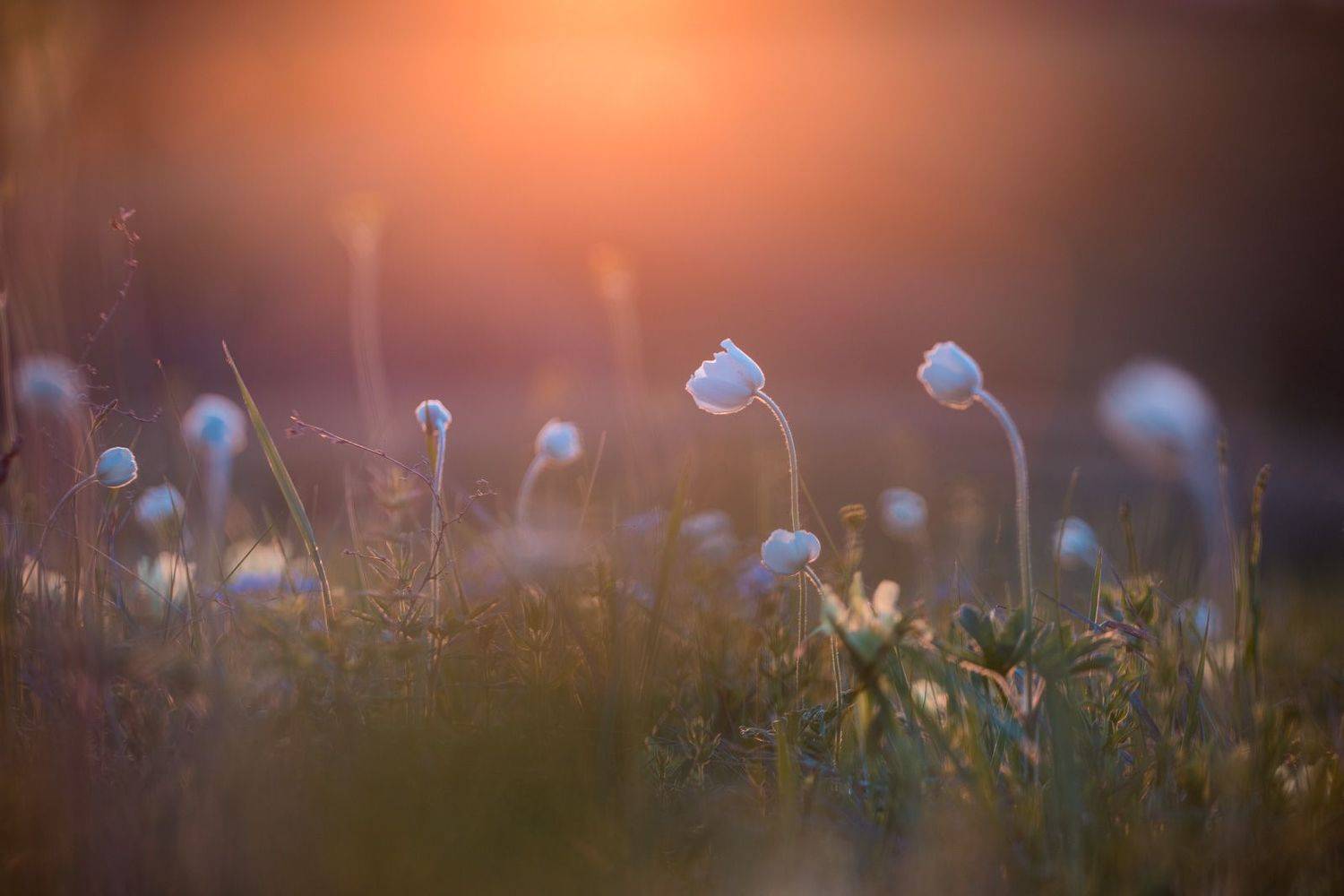 ветреница, весна, первоцветы, цветы, flowers, primulas, anemone, закат, Алексей Юденков