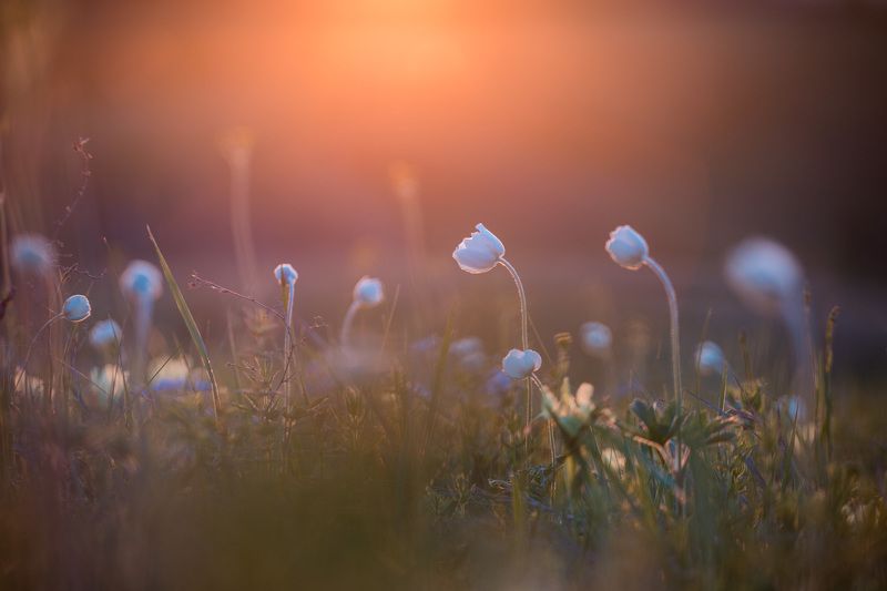 ветреница, весна, первоцветы, цветы, flowers, primulas, anemone, закат Ветреницаphoto preview